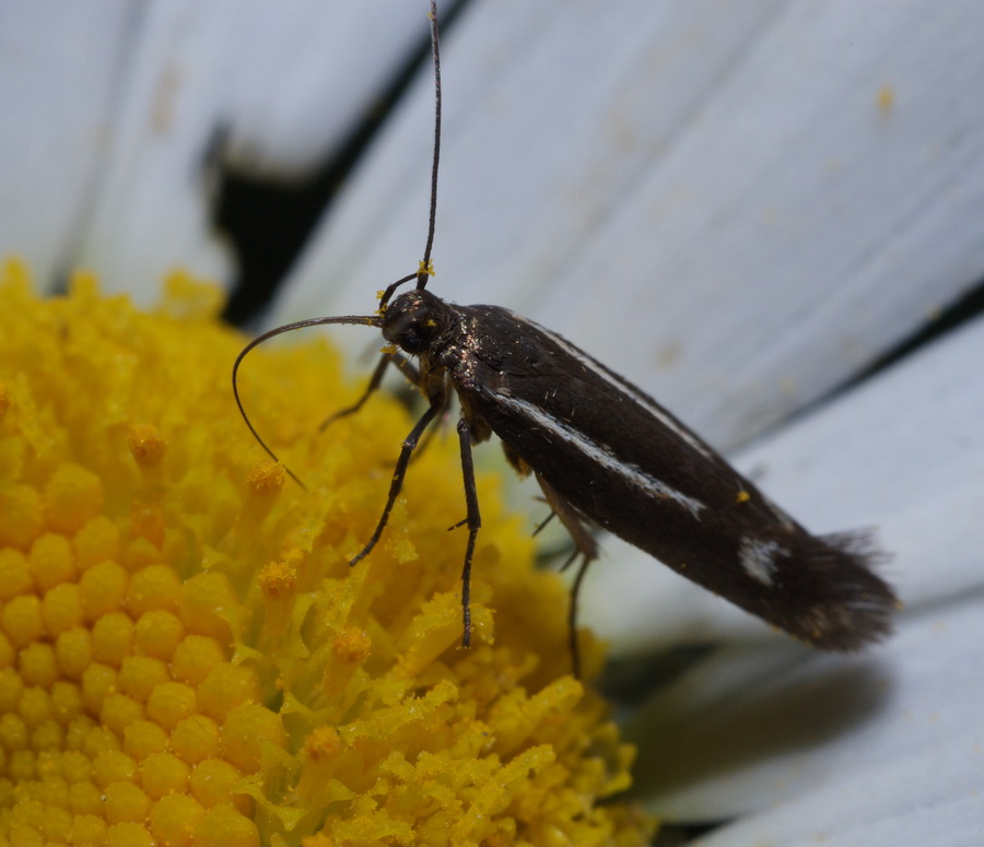 piccoli lepidotteri da identificare